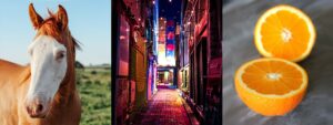 A selection of 3 photos for creating improvised stories: A horse, a colourful alleyway at night, and an orange cut in half